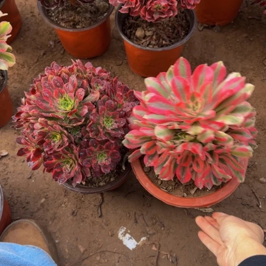 安娜法师9.9➕粉女巫9.9