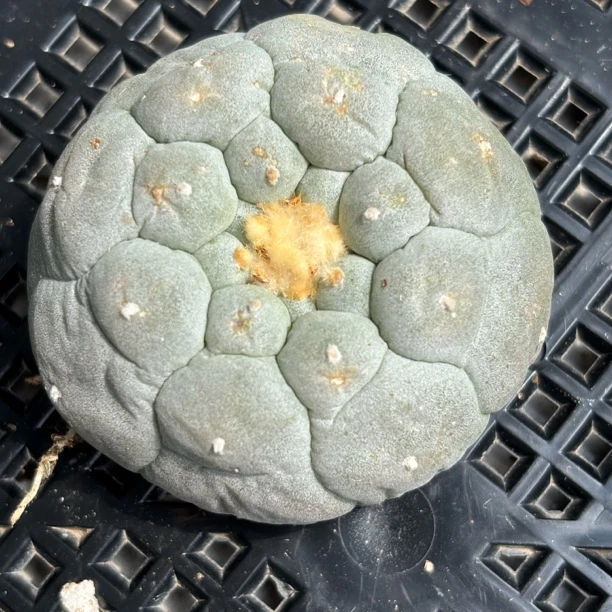 仙人球 有根 一物一拍 676