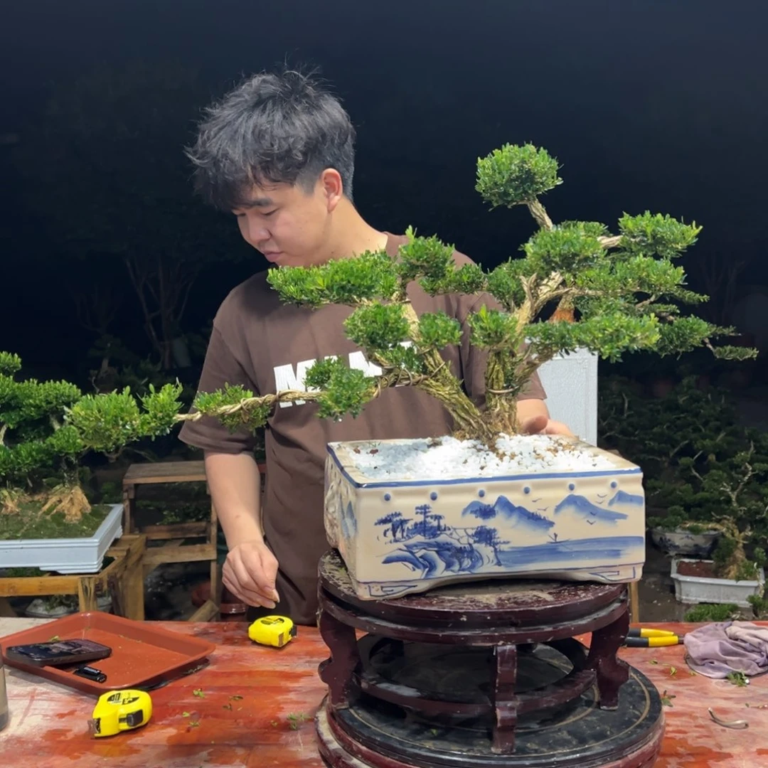 无花朵广东皱皮雀舌黄杨