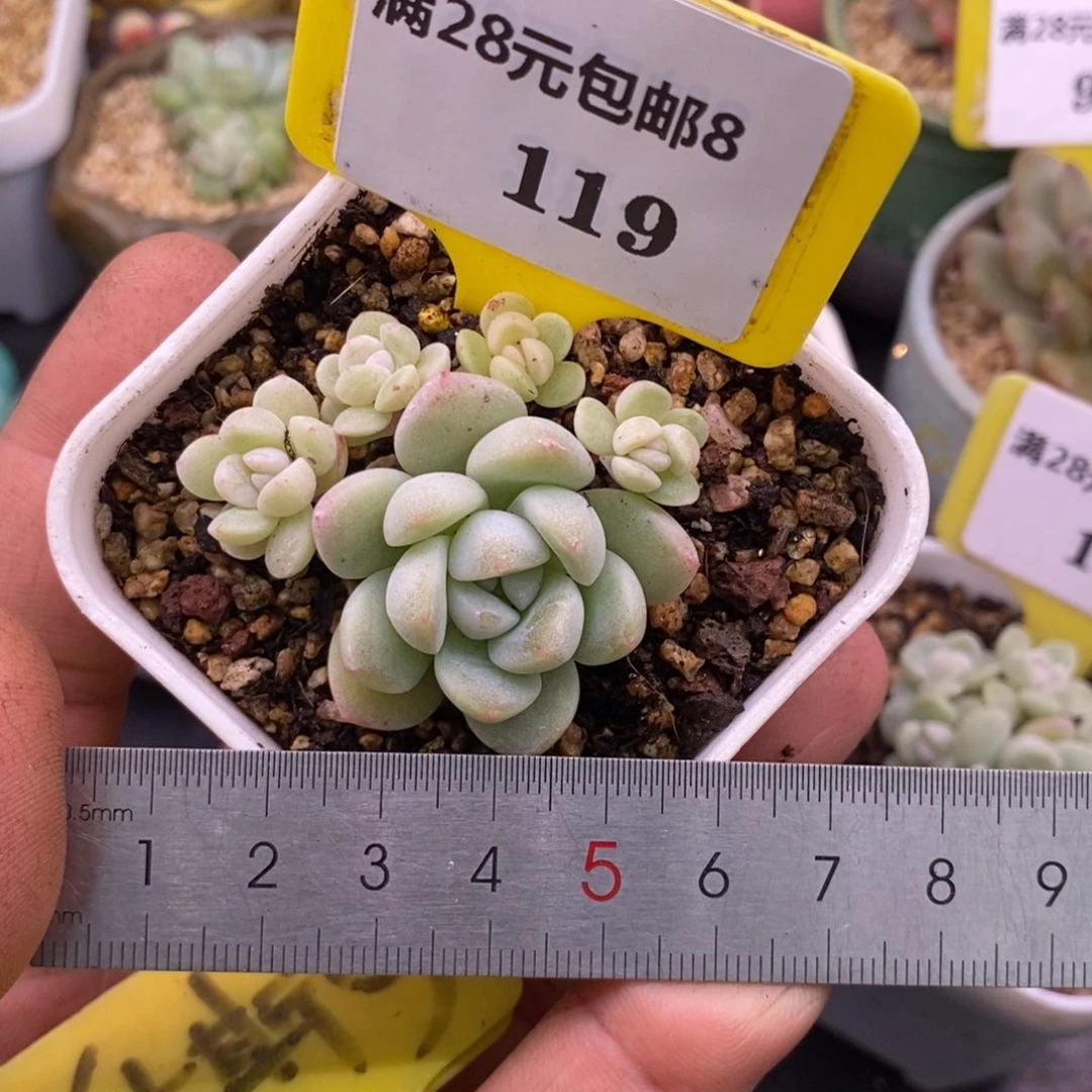 8119冰玉小树5头群……