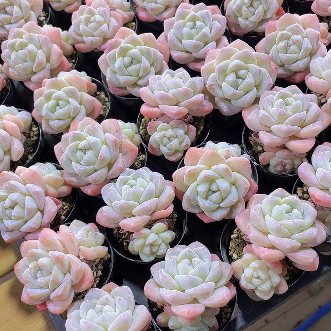 610号 开播福利精品全状态樱花钻石冰玉双头2个