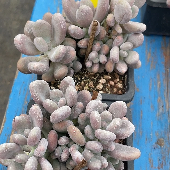 两盆程雪球多肉植物171
