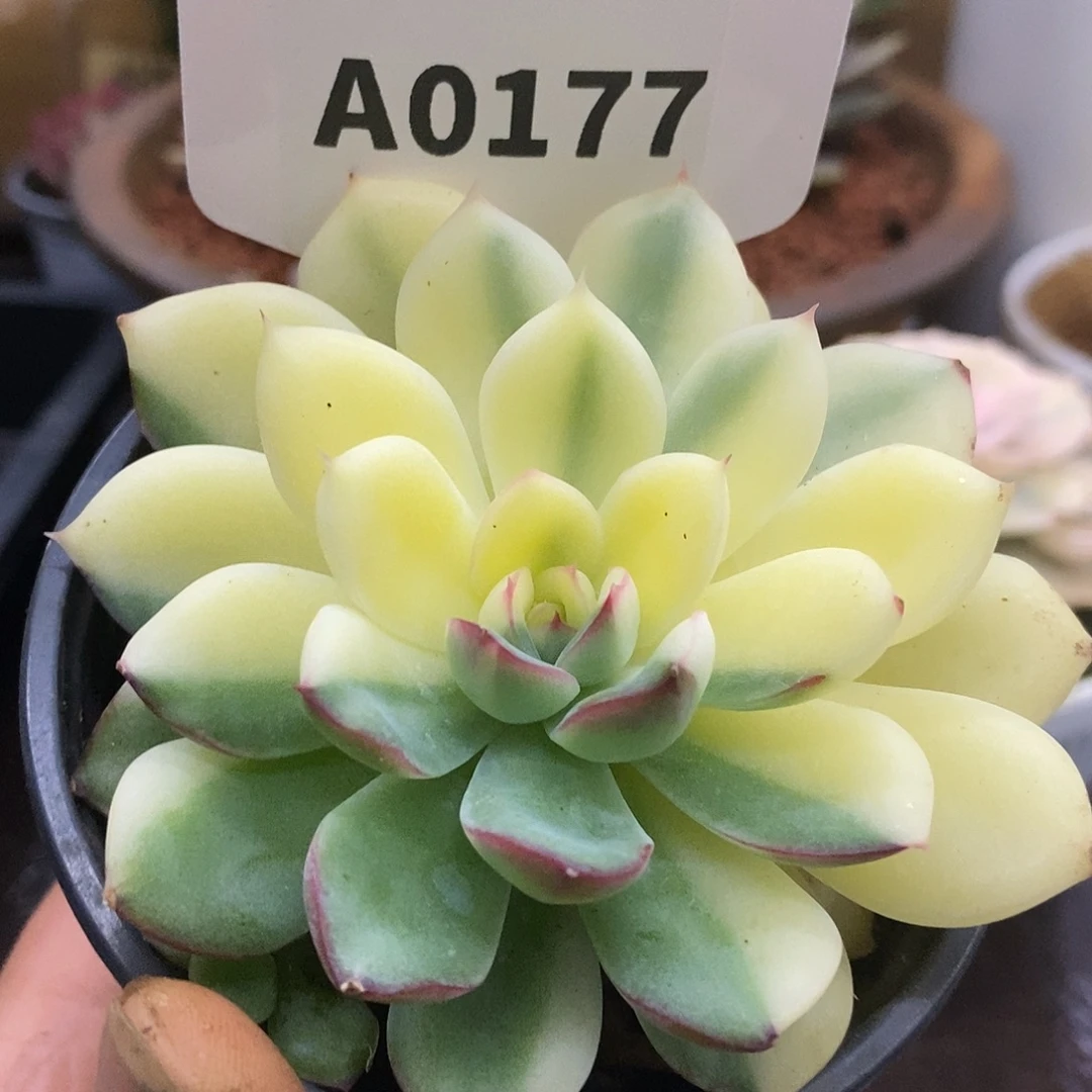 177雨燕座哈哈哈哈哈
