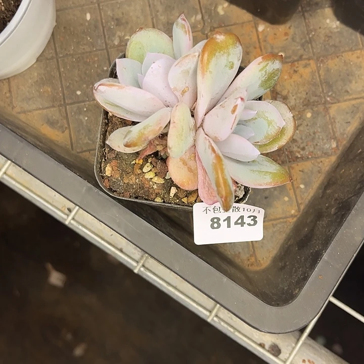 阿雅园艺。      8143奶茶