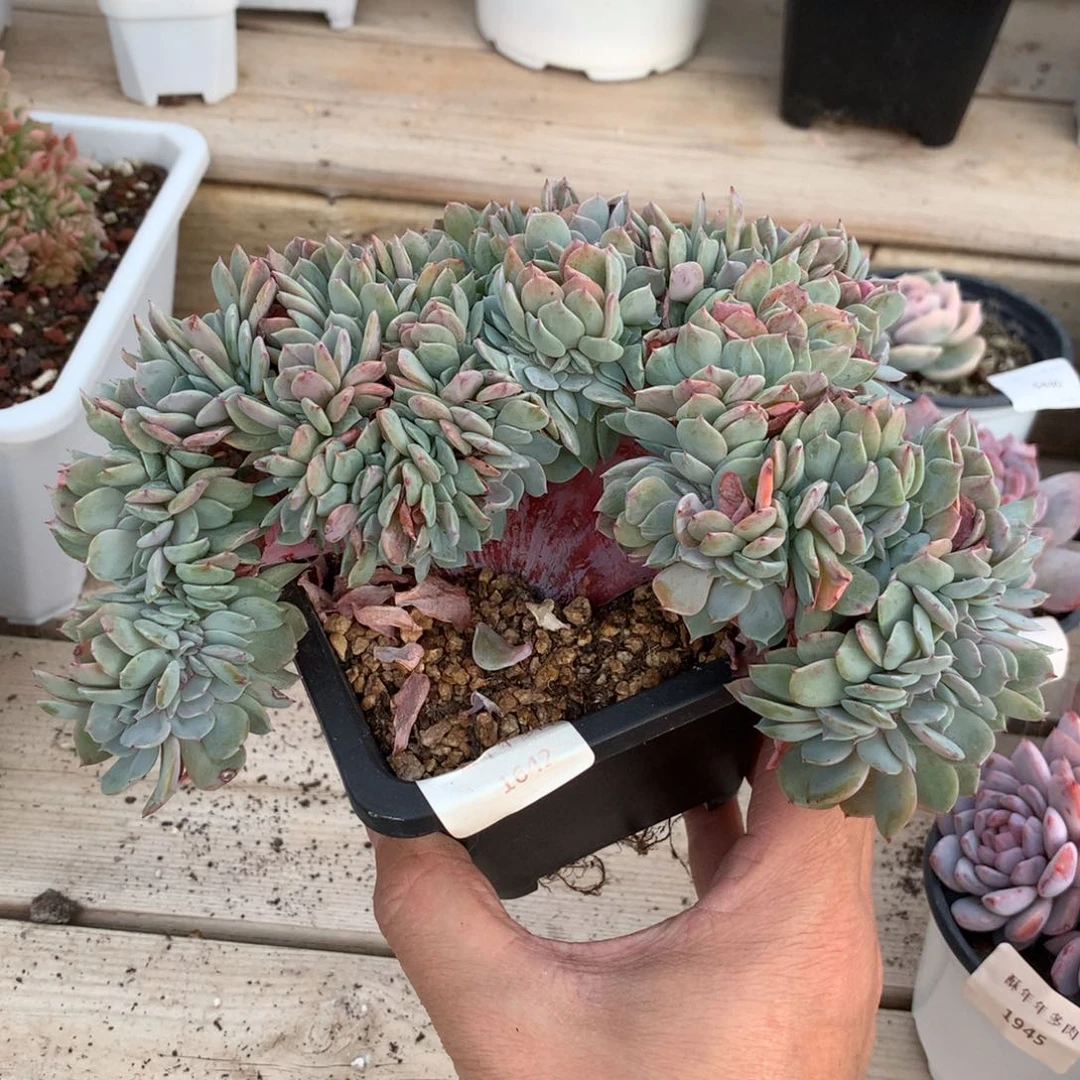1642原始海棠花缀化一颗19厘米