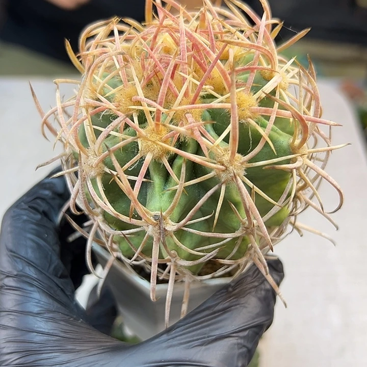 晚6号自根大龙冠含刺8.5公分