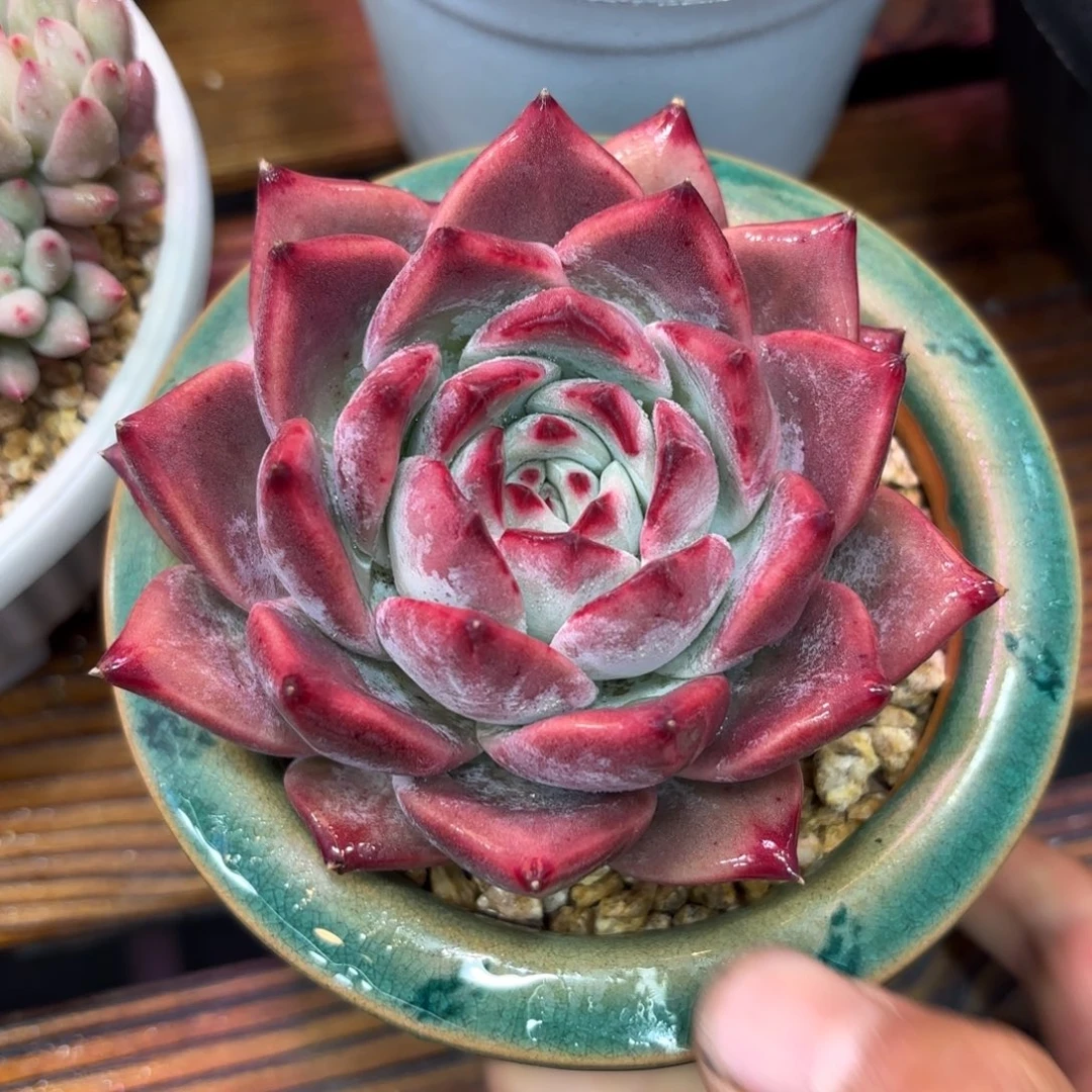 祖母绿，多肉植物。