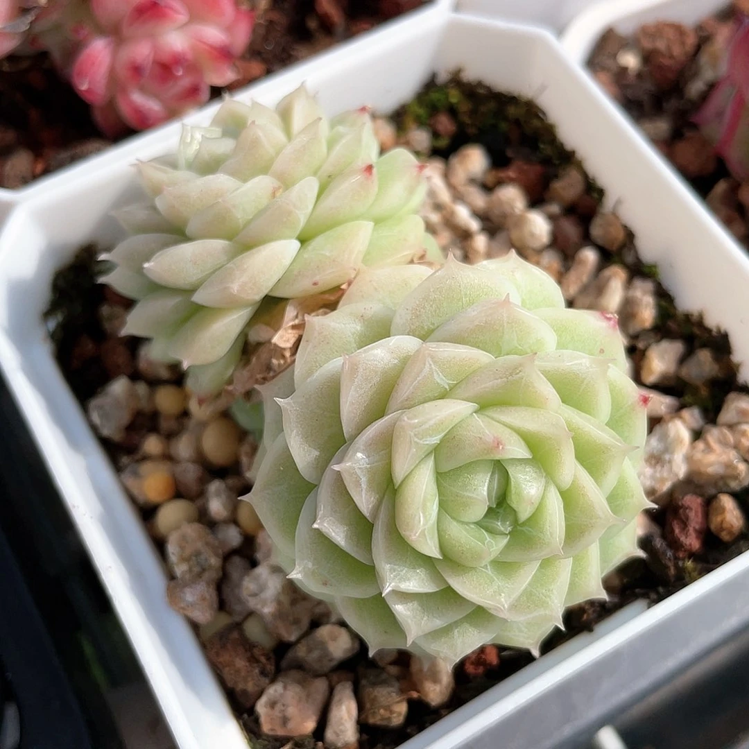 优选麦秆福利9005