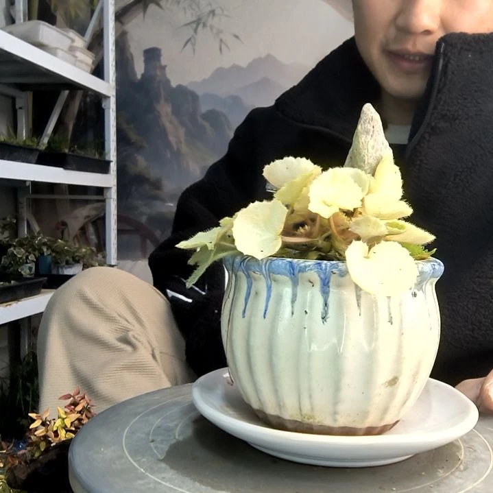 x****n小盆景小植物一物一拍109
