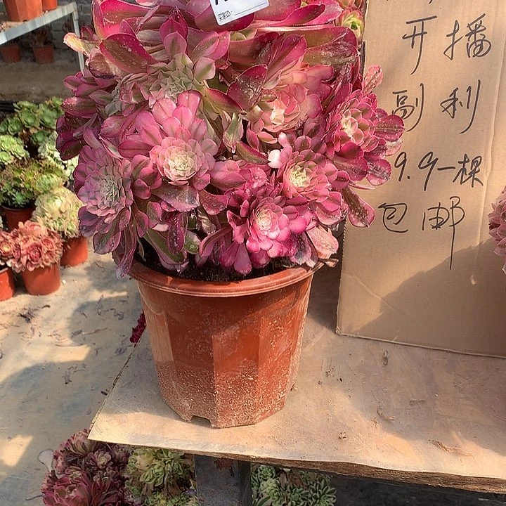 d***里027红铜壶白金多肉大师