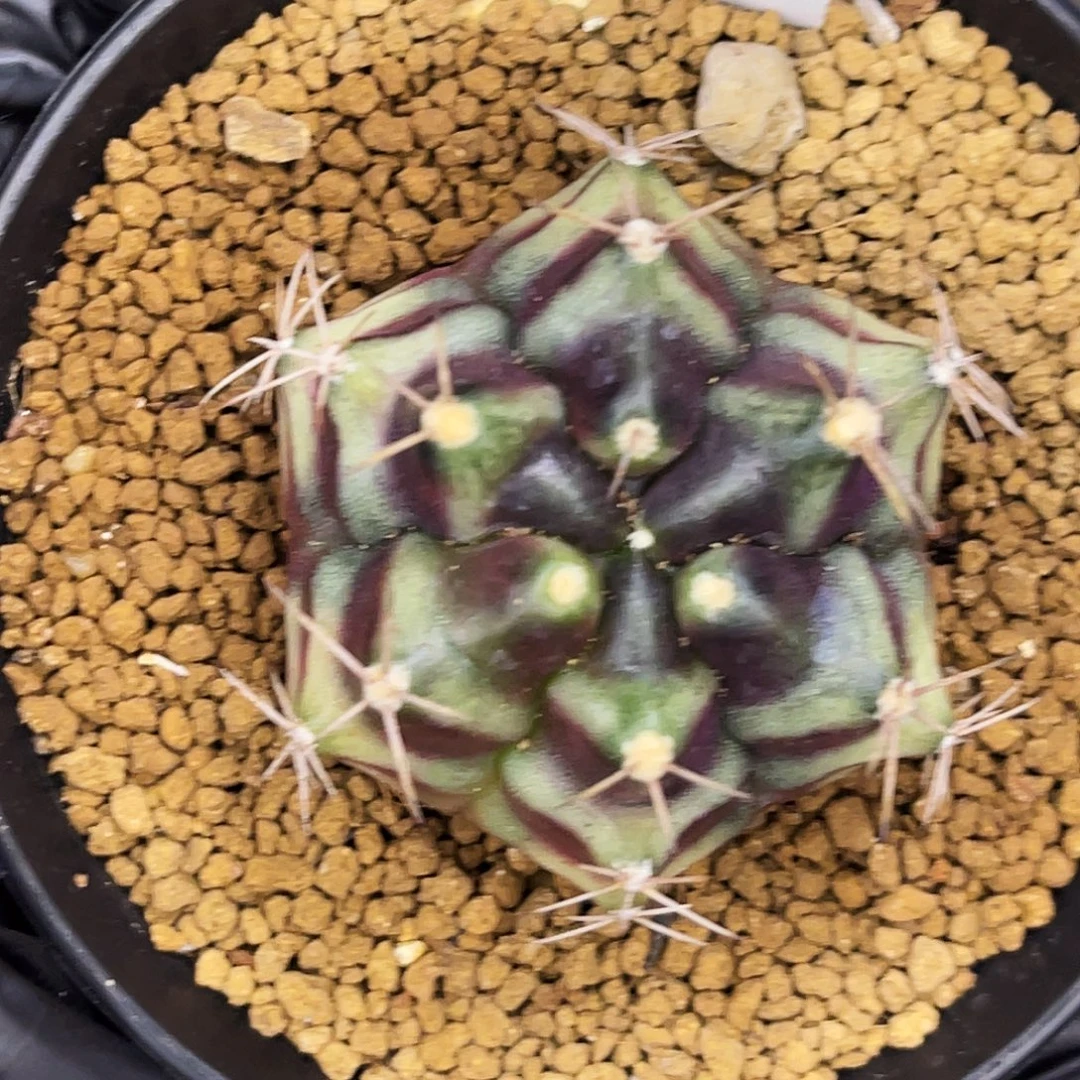 六棱 光晕 一物一拍