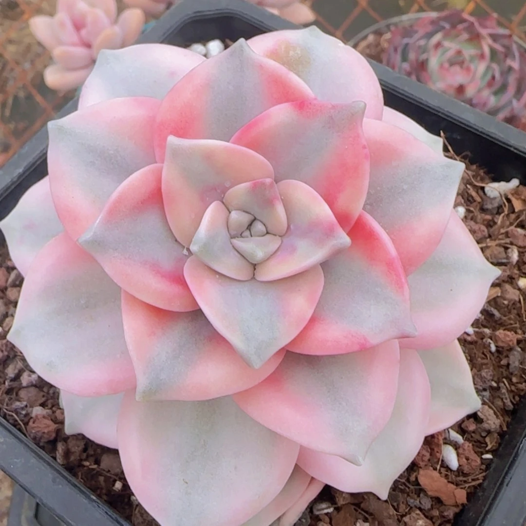 【闪购商品】紫乐锦