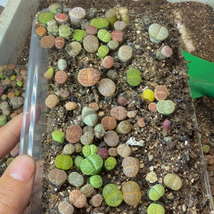 ʕ***ʔ多肉葡萄的季节21