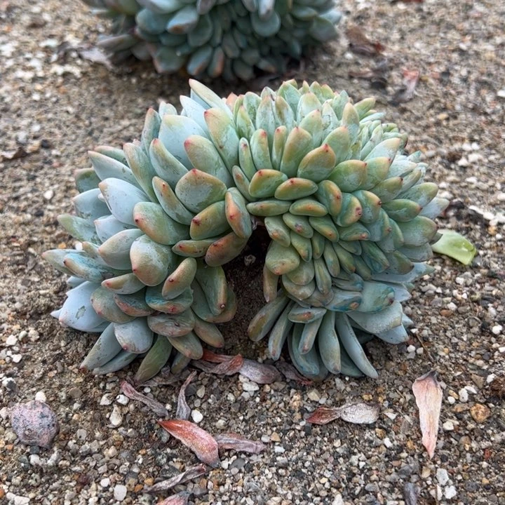 13号多肉多肉多肉多肉多肉多肉