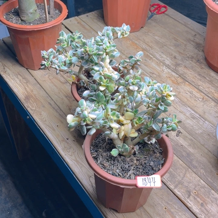 星***里补差价半土球发一物一拍不退换