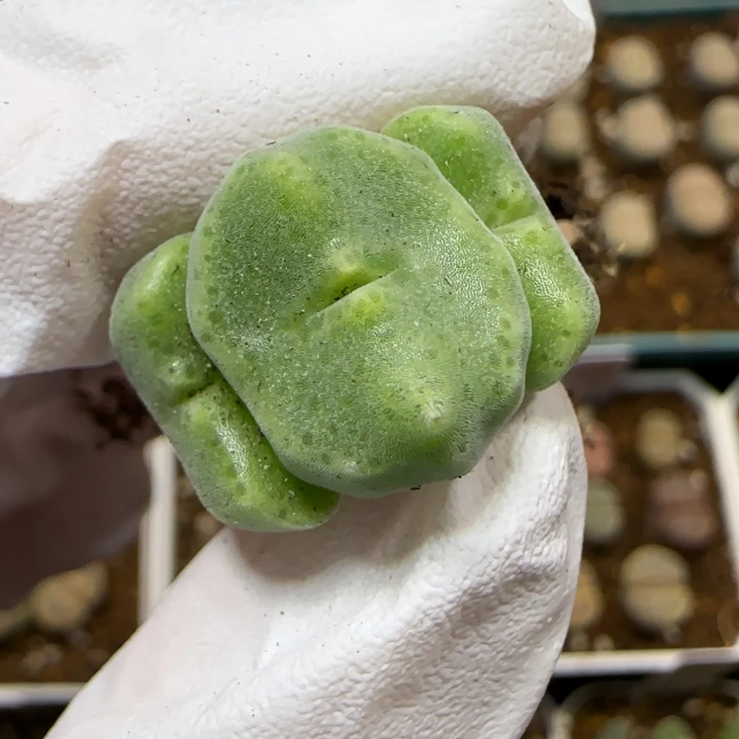 ****蛙11.12.绿豆糕.9034