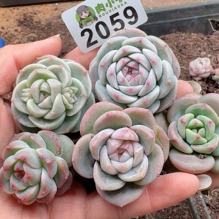 多肉植物多肉植物