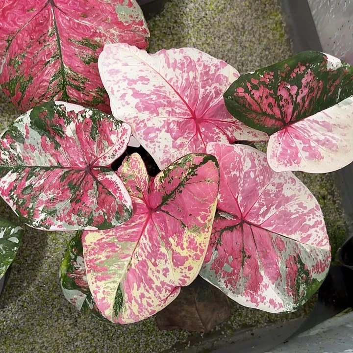 87-1015六月新娘彩叶芋泰国