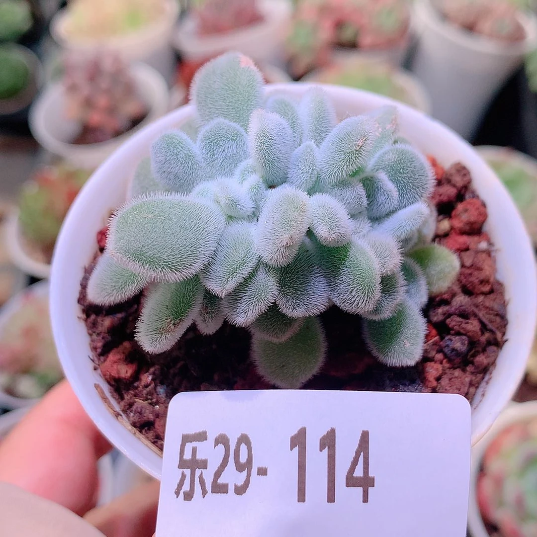乐然29-114 雪晃星缀化