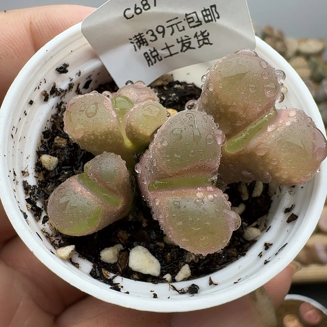 687多肉哈哈哈哈哈哈哈