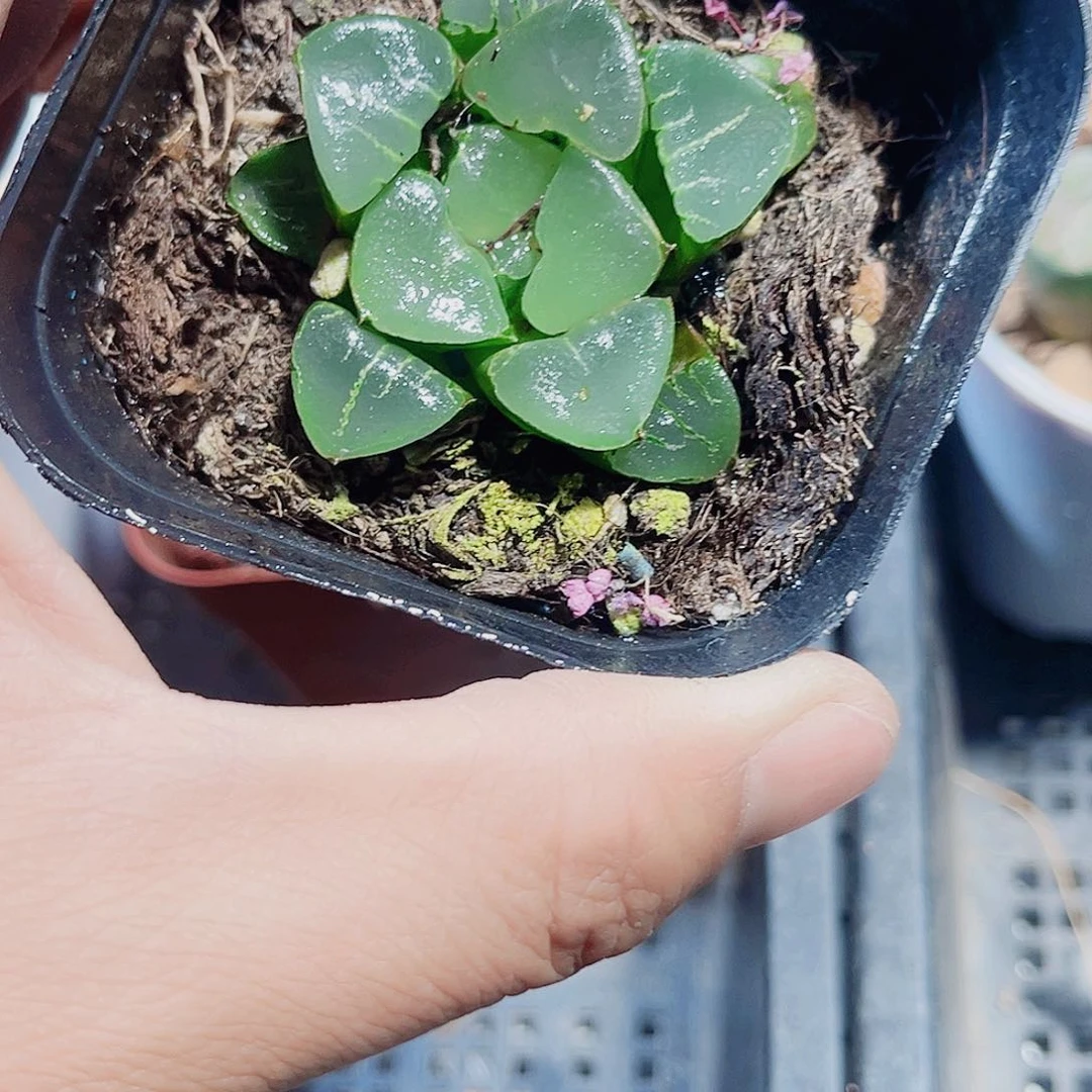 集萃寿新手好养的