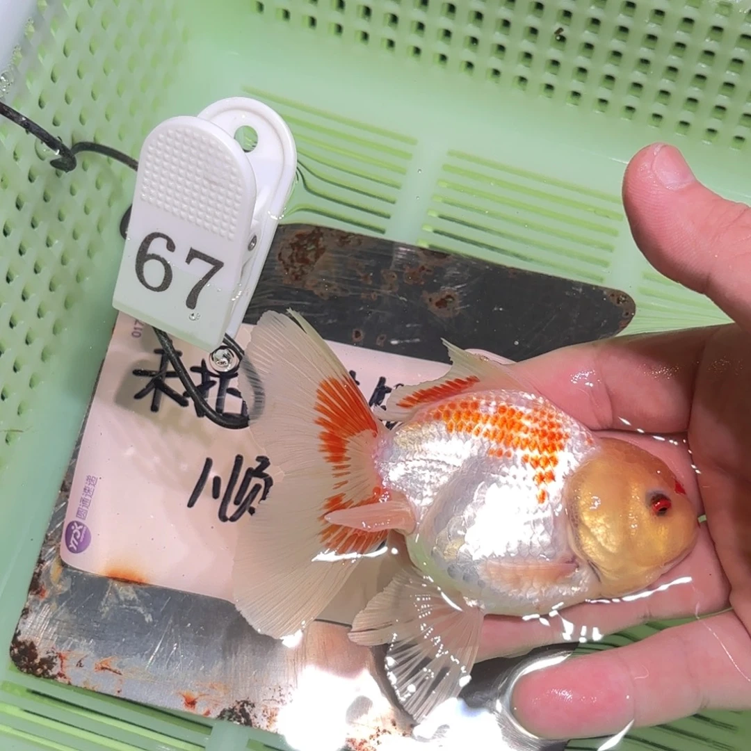 金鱼拍包装箱包邮，没拍发顺丰到付