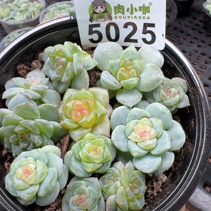 多肉植物多肉植物