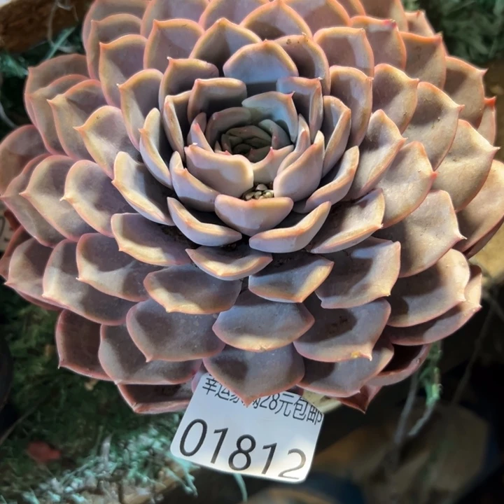 幸运儿的故事也是很幸运