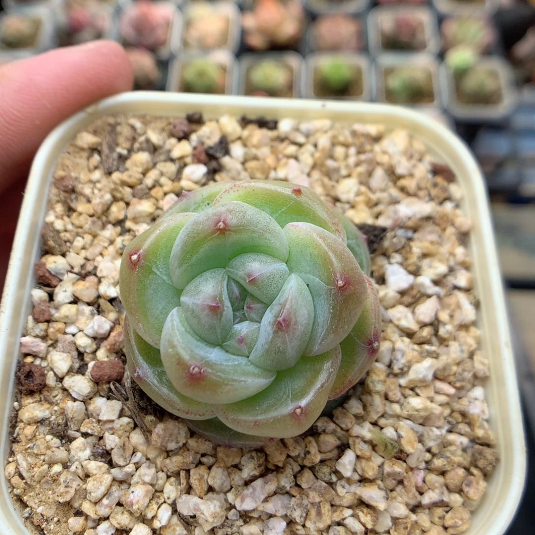 D66 柿子多肉20包邮两天凑单，偏远地区不发货