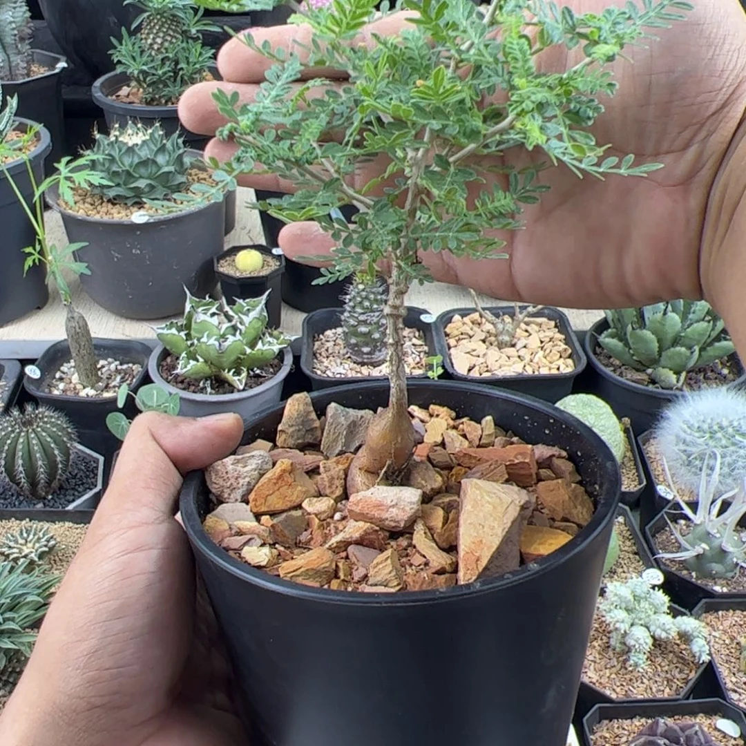 织冠漆树实生一物一拍带盆发