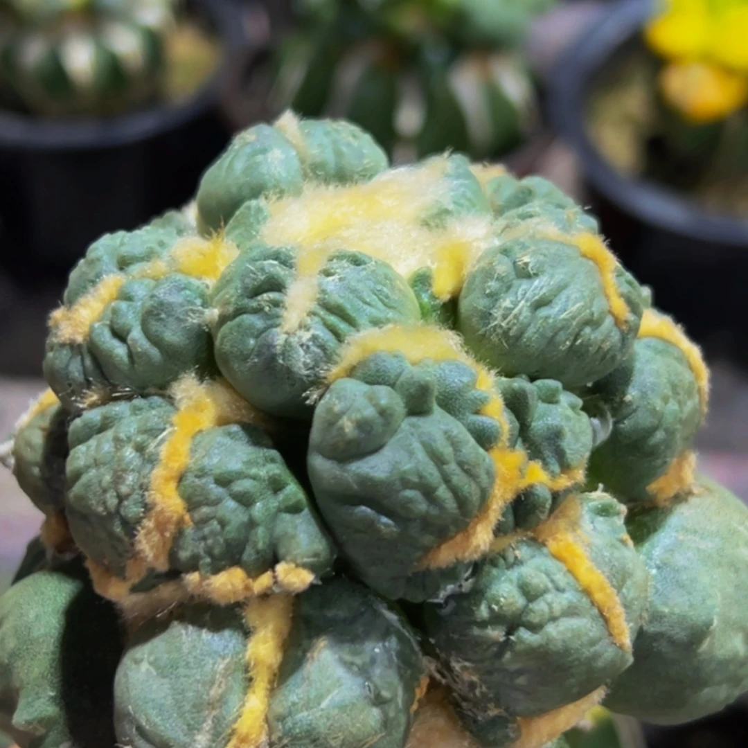 无花朵福利大尤蛋尤怒涛590