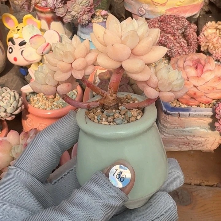 166 多肉含盆土 满30元包邮 除偏远