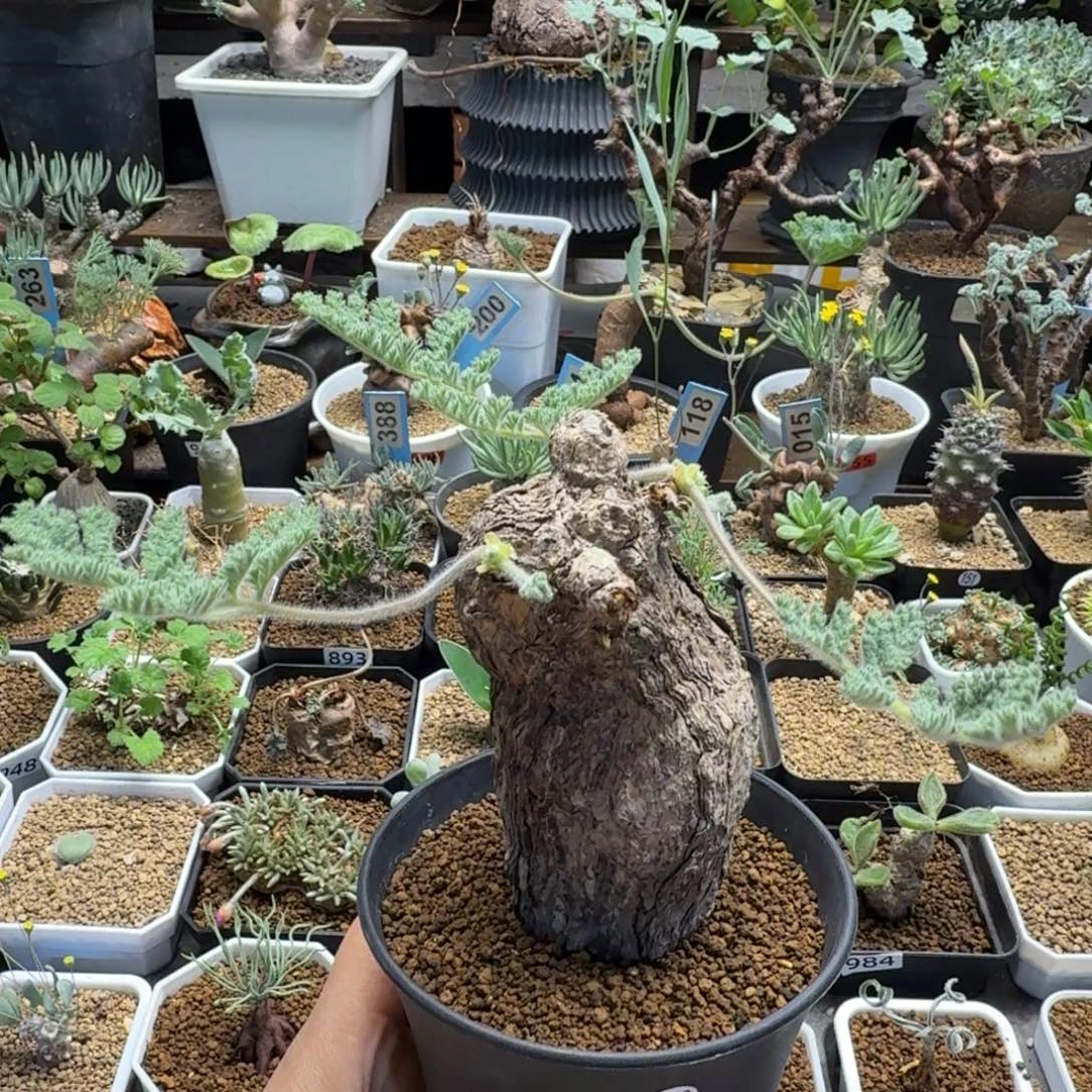 枯木洋葵322 仙人球