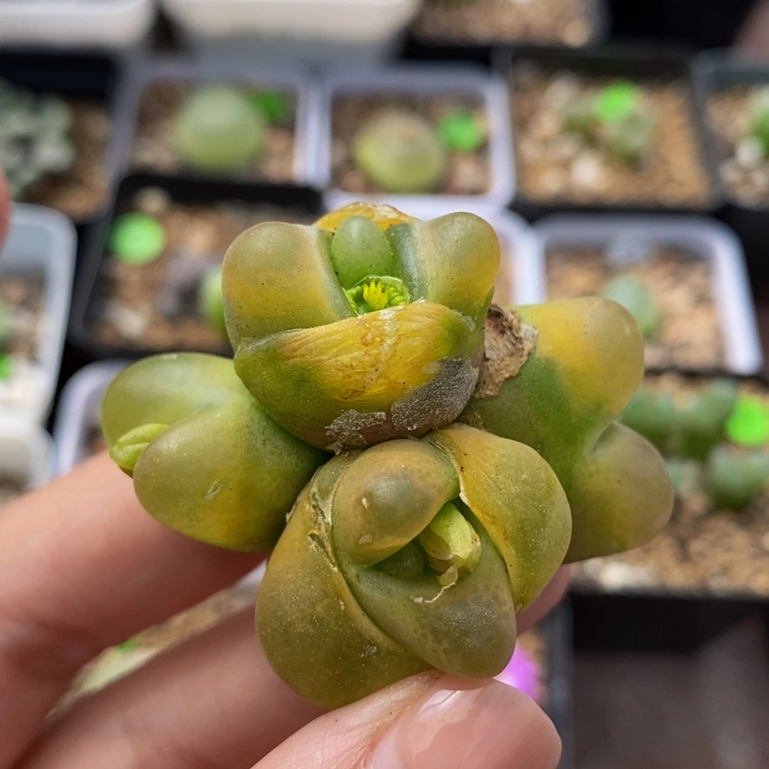 4头多肉植物保护170