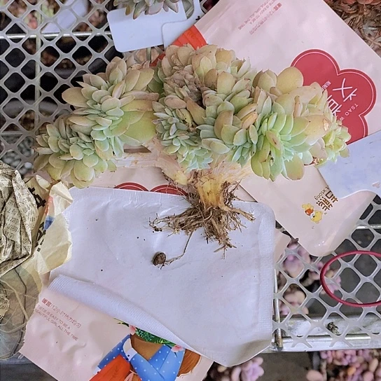 梦*小白龙锦缀多肉植物