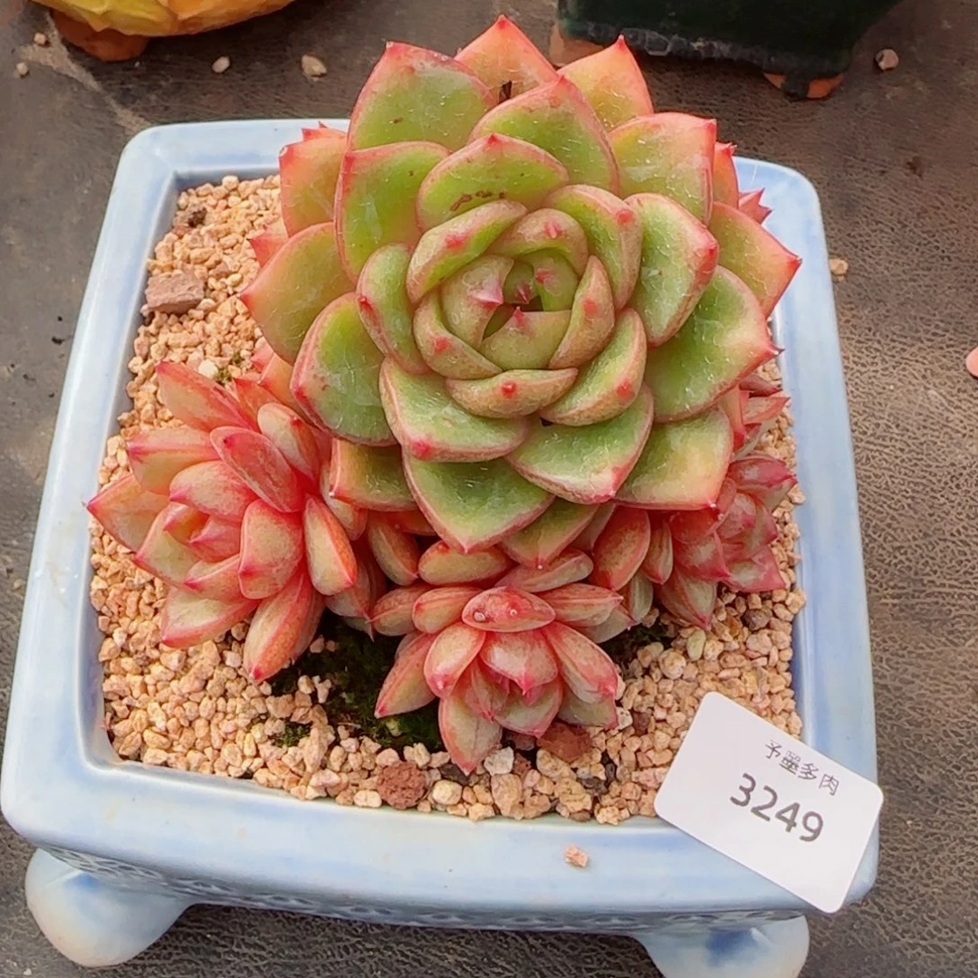 安可群，3249多肉植物