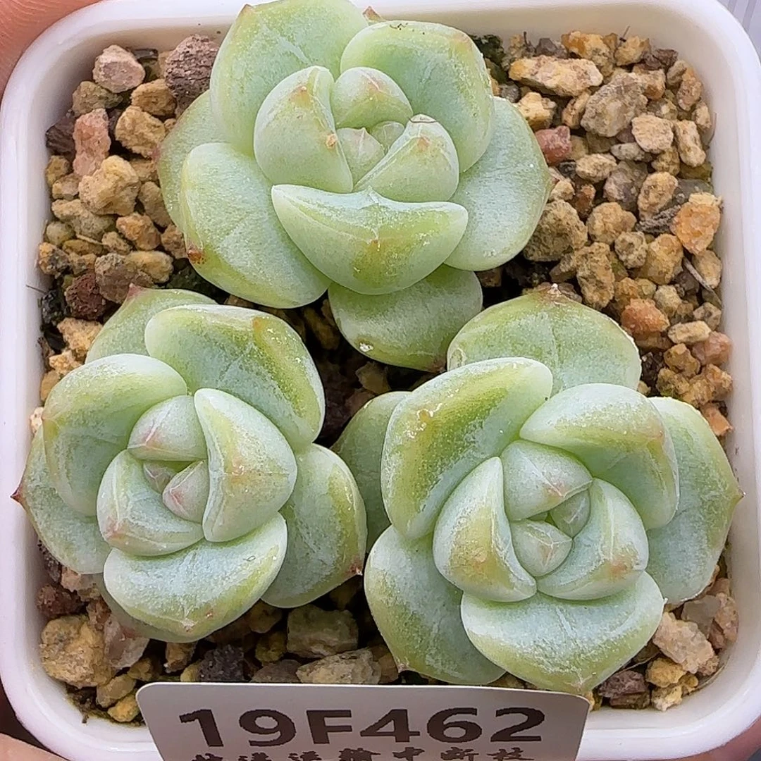 462 【满29包邮非偏远】