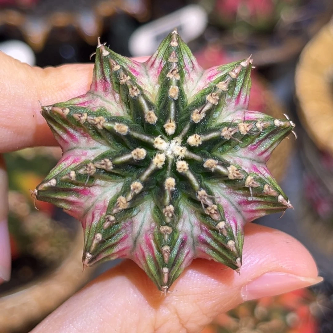白锦龙骑兵 米哈仙人球