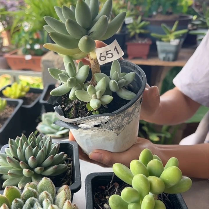 651号 一物一拍 一物一拍