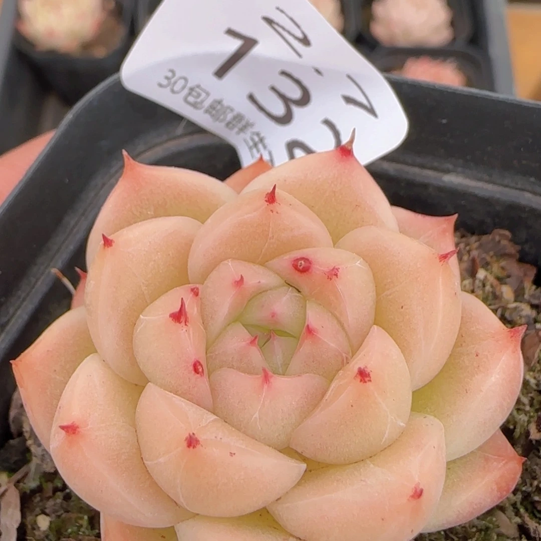 麦秆单头一颗脱土发货