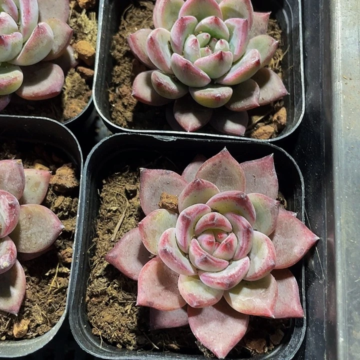 比翼鸟2.8带盆土