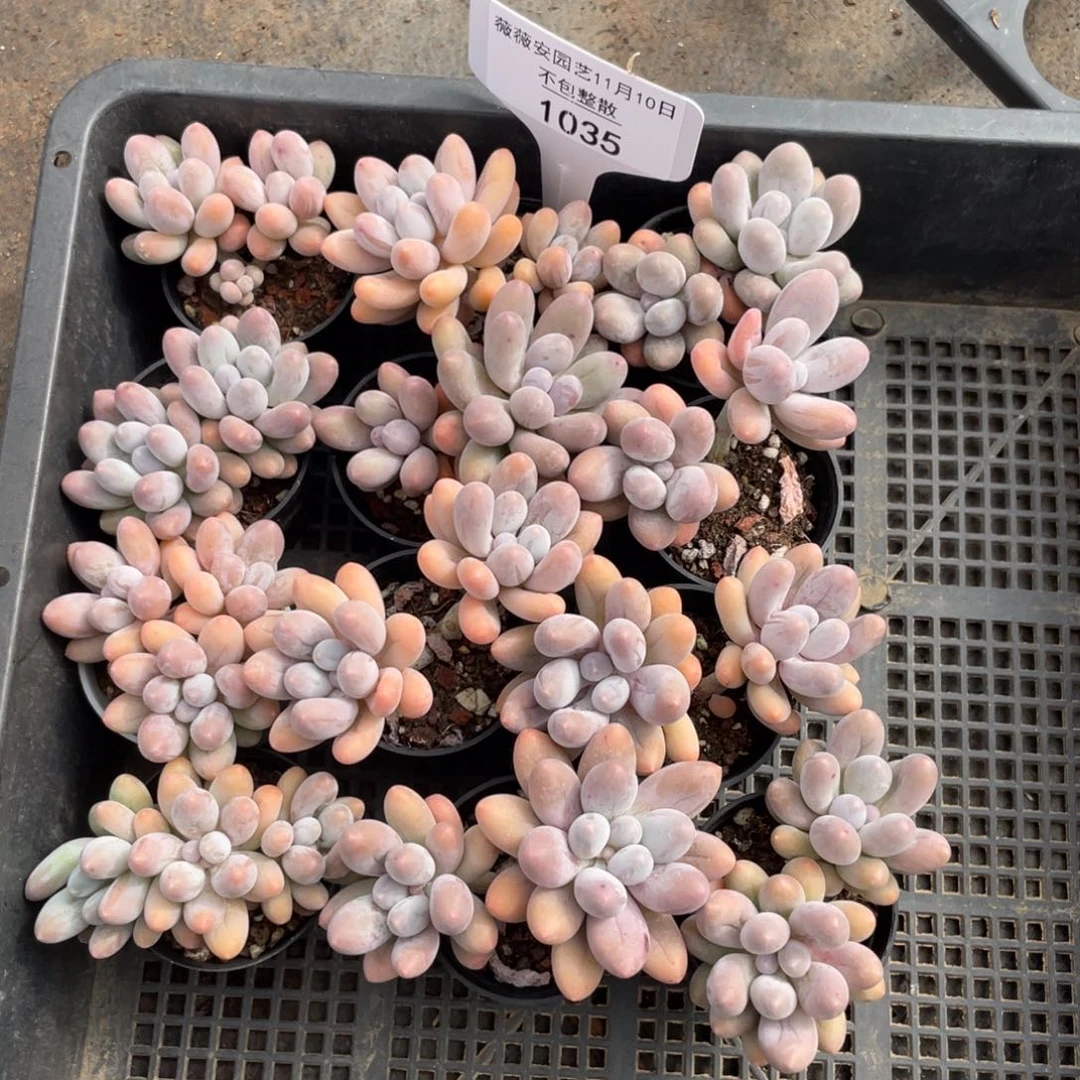 不包整散 盆子不售后1035