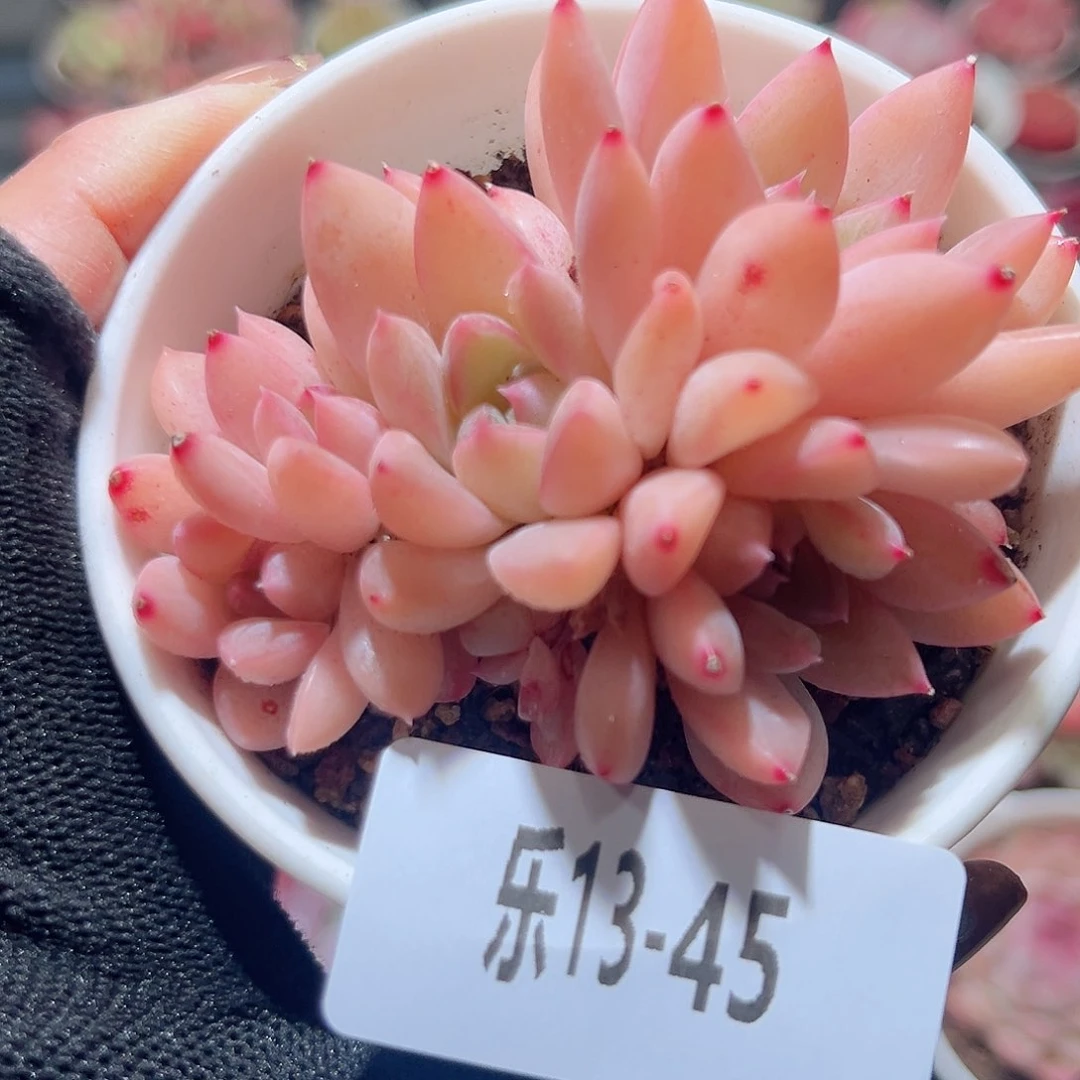 乐13-45 含玉群不包整