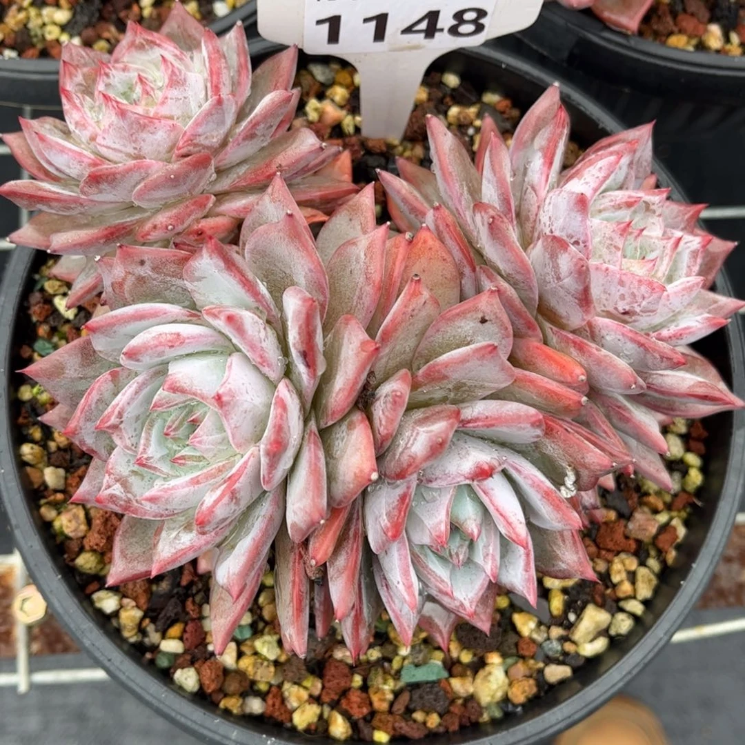 多肉植物1148无砍