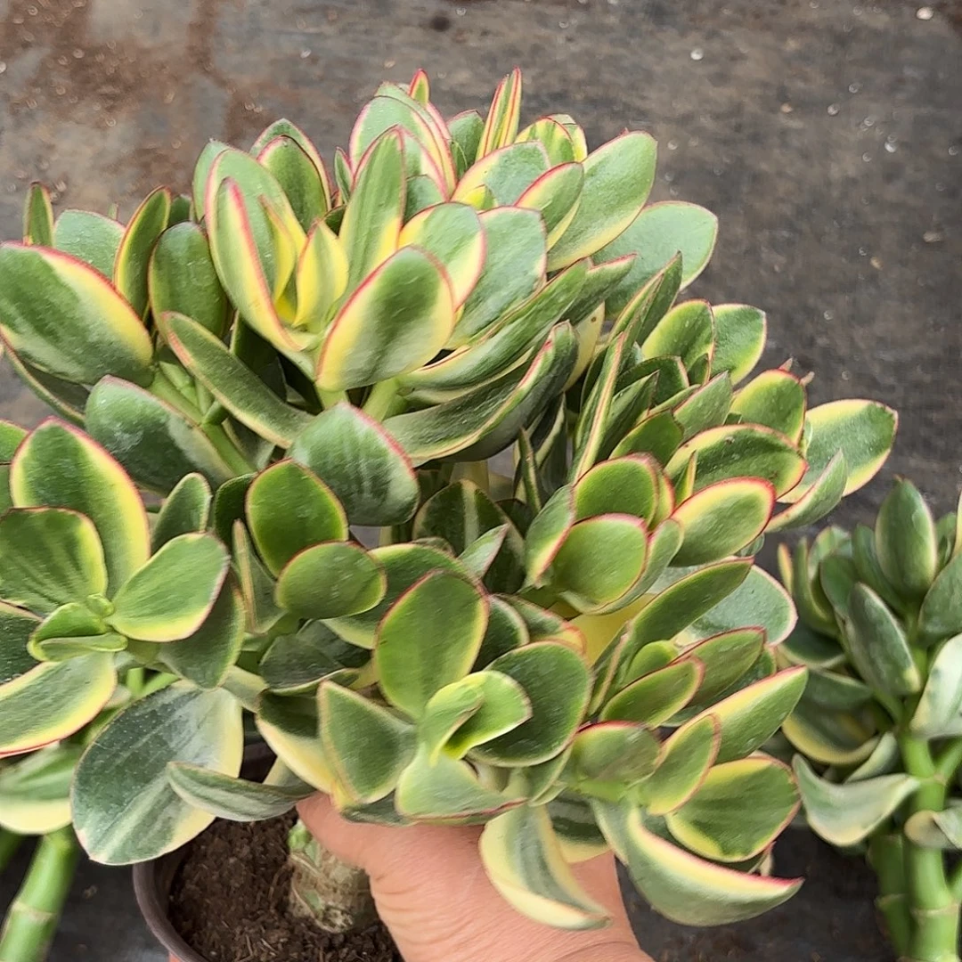 天***堂5666新花月锦带盆发货