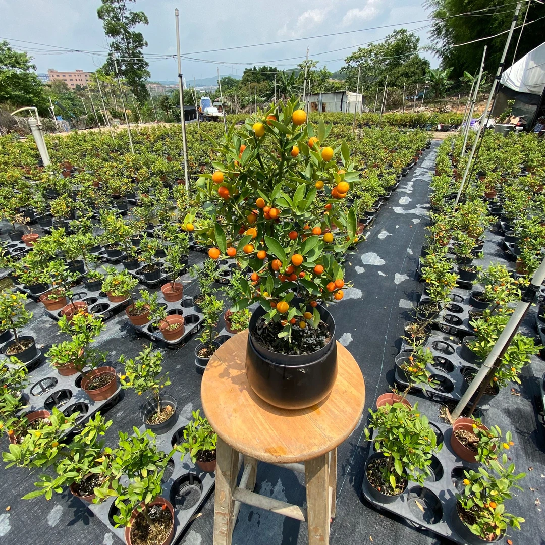 1福豆籽播福建豆盆栽盆景（视频标签序号一物一拍28.8）