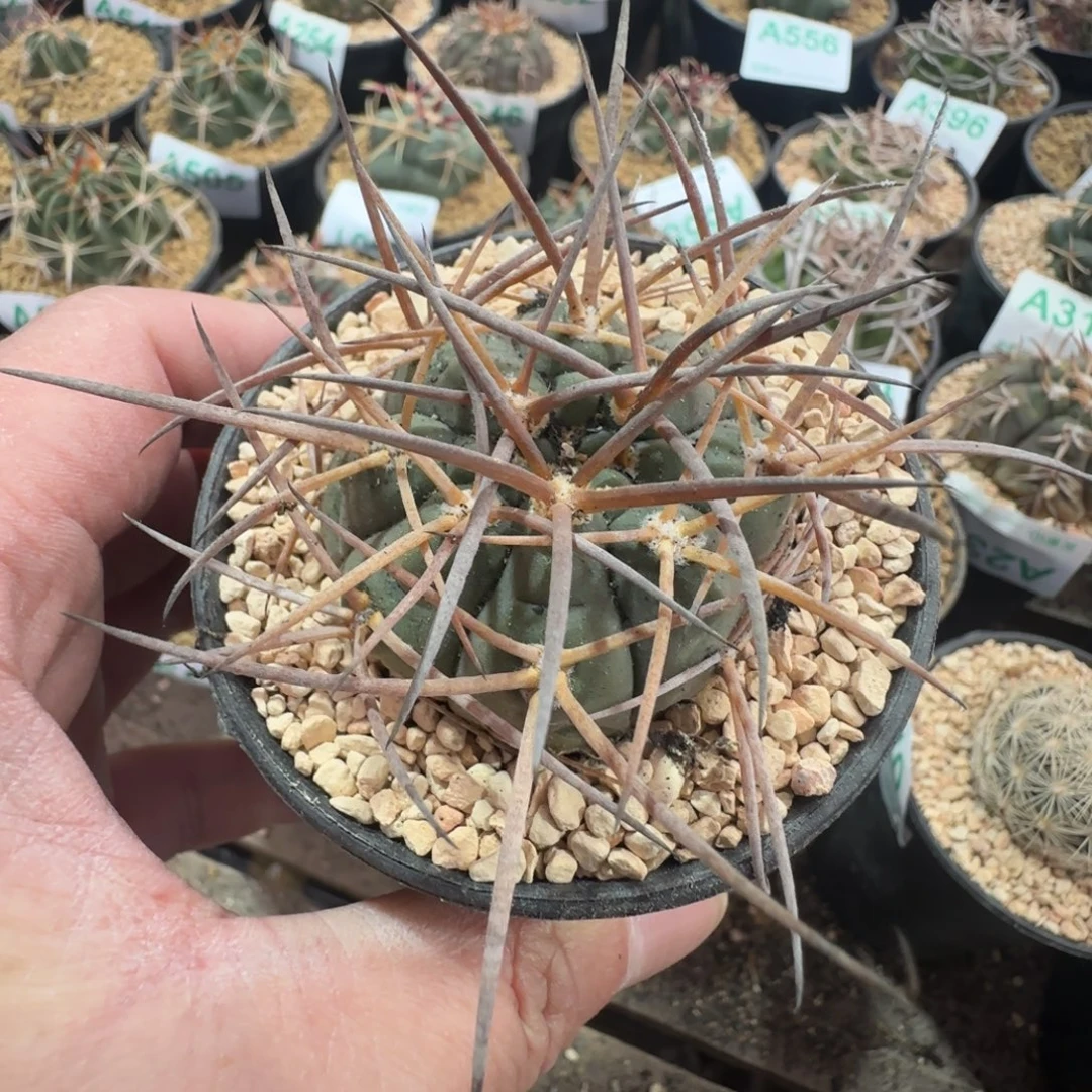 超刺天平 实生仙人球561