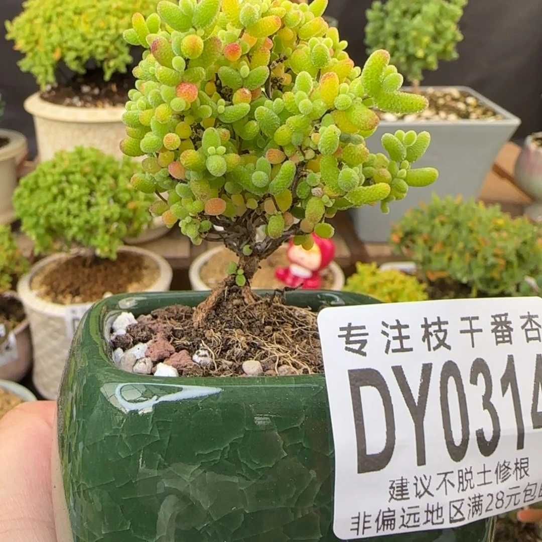 dy0314带盆发精控蜜橘