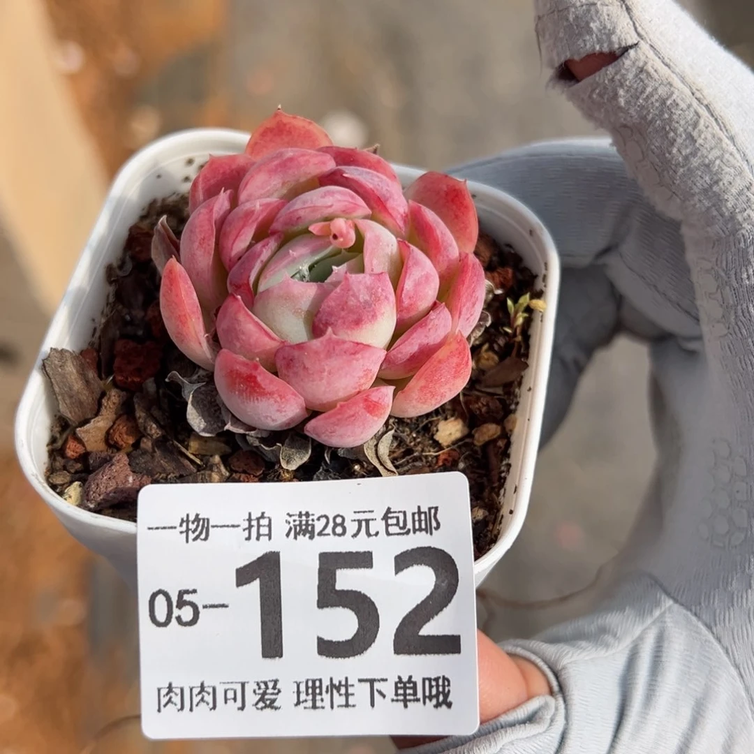 林*只贝瑞多肉多肉多肉多