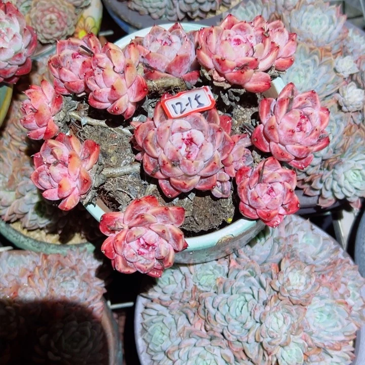 用****4精品多肉植物老桩